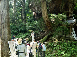 巨木を巡る自然観察会