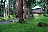 平泉寺の菩提林