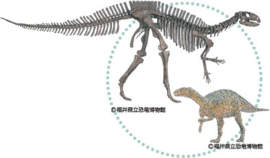 フクイサウルス・テトリエンシス