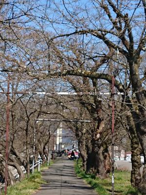 桜の開花状況