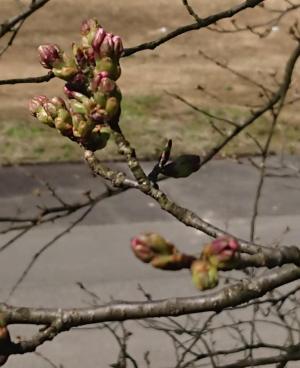 桜の開花状況