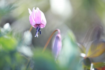 カタクリの花