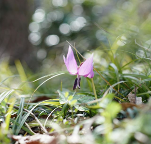 カタクリの花