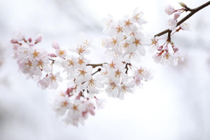 放免桜