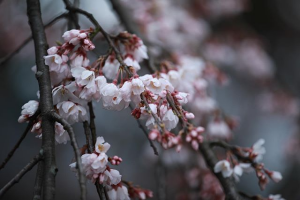 しだれ桜