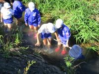 水生生物調査