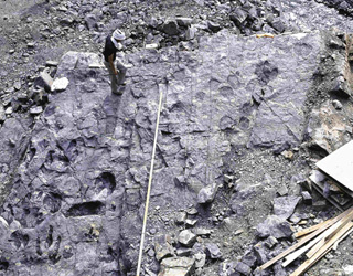 発掘調査時に見つかった恐竜の足跡化石