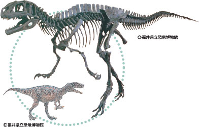 恐竜 恐竜化石 恐竜渓谷ふくい勝山ジオパーク