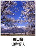 ［ 雪山桜 ］ 山岸哲夫