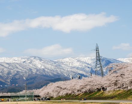 sakura