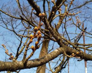 桜の開花状況