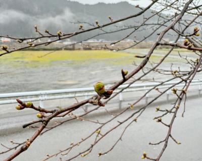 桜の開花状況