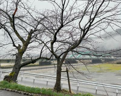 桜の開花状況