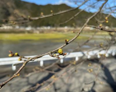 桜の開花状況