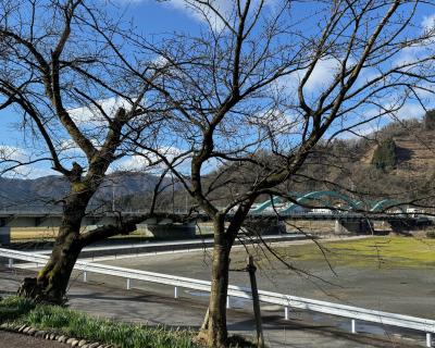 桜の開花状況