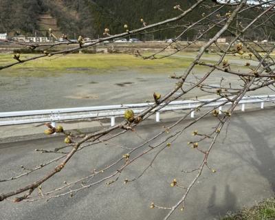 桜の開花状況