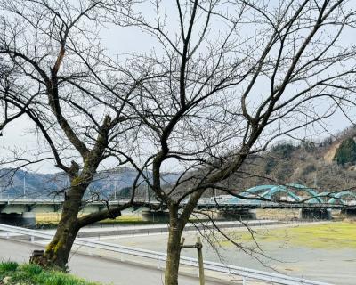 桜の開花状況