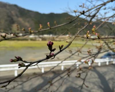 桜の開花状況