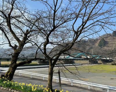 桜の開花状況