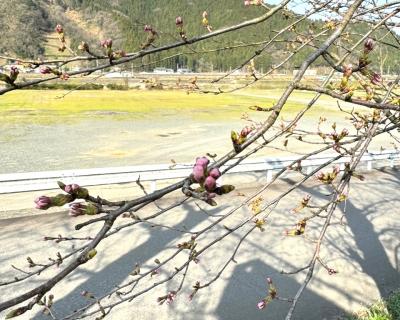 桜の開花状況