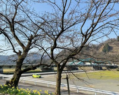 桜の開花状況