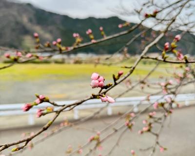 桜の開花状況