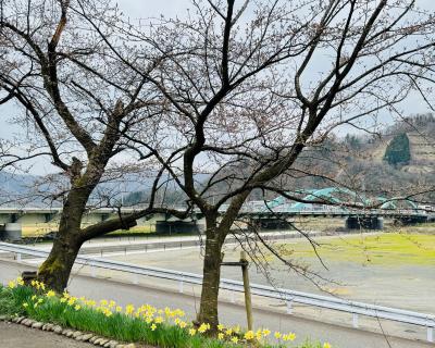 桜の開花状況