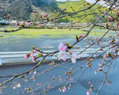 桜の開花状況