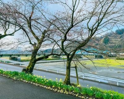 桜の開花状況