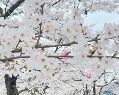 桜の開花状況