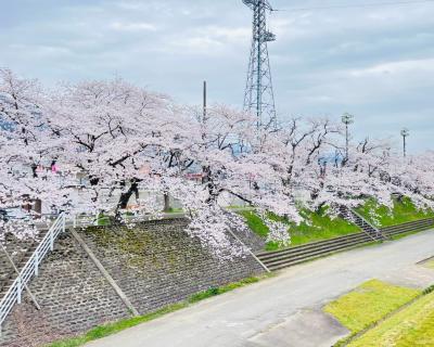 桜の開花状況