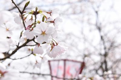 桜開花状況