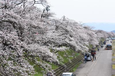 桜開花状況