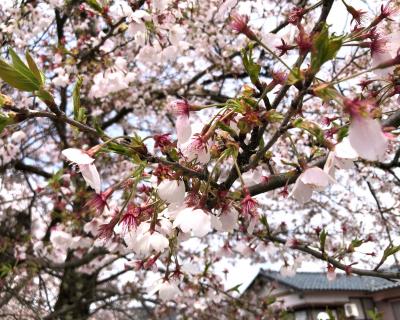 桜の開花状況