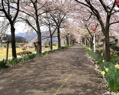 桜の開花状況