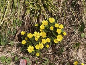 昨年の様子（ミチノクフクジュソウ）