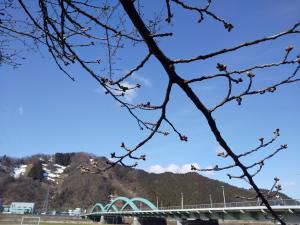 令和7年3月31日　弁天桜開花状況