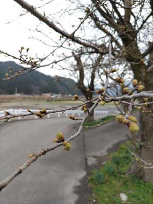 令和7年4月2日　弁天桜開花状況