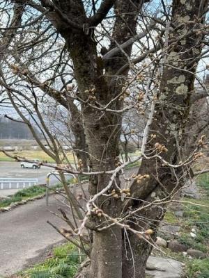 令和7年4月3日　弁天桜開花状況