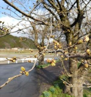令和7年4月4日　弁天桜開花状況