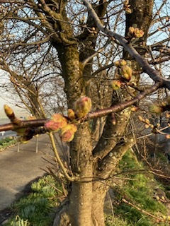 令和7年4月5日　弁天桜開花状況