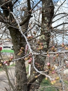令和7年4月6日　弁天桜開花状況