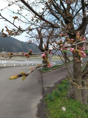 令和7年4月7日　弁天桜開花状況