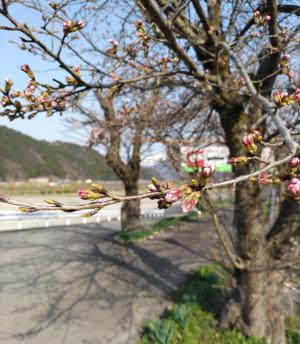 R7月4日.8　弁天桜開花状況