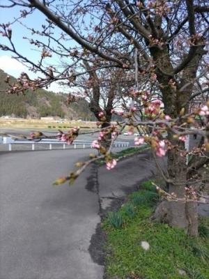 令和7年4月9日　弁天桜開花状況