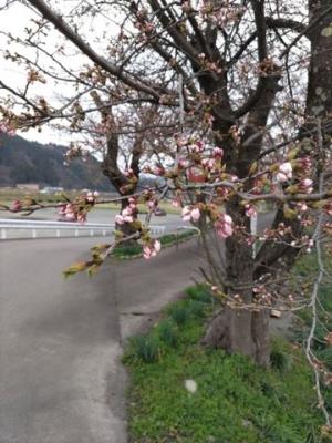 令和7年4月10日　弁天桜開花状況