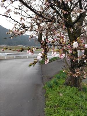 令和7年4月11日　弁天桜開花状況