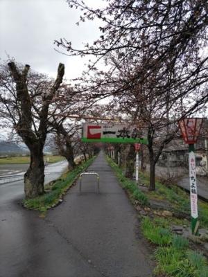令和7年4月11日　弁天桜開花状況2
