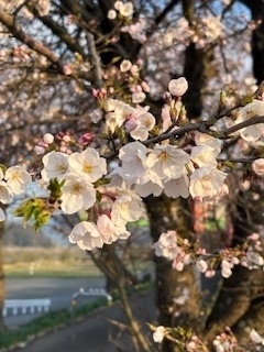 令和7年4月12日　弁天桜開花状況