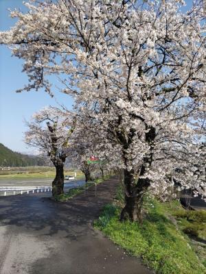 令和7年4月14日　弁天桜開花状況